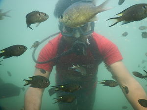 Tarakali - Explore life below sea level (scuba)