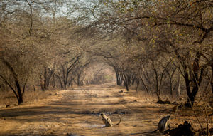 The Wanderlust: Ahmedabad, Gir & Diu, Part: 2