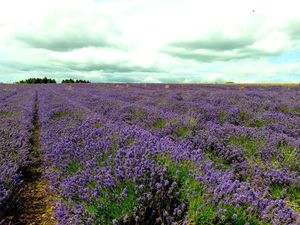 Snowshill Lavender 1/1 by Tripoto