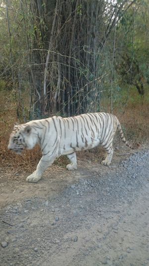 Bannerghatta National Park, Bengaluru