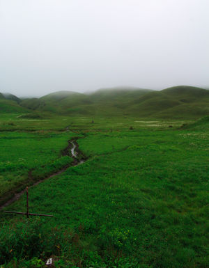 Monsoon Dzukou in just 4800 INR !Weekend Getaway in NorthEast India.