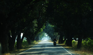 Panna: ‘Mini Grand Canyon’ and wildlife safaris