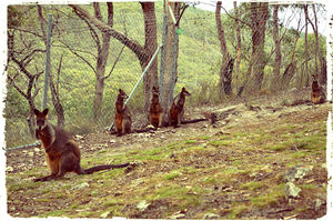 Cleland Wildlife Park 1/1 by Tripoto