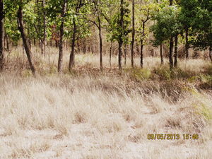 Oh Tiger! Could thou be more elusive? @Bandhavgarh