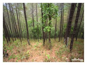 A Quick Break by the Lakes - Sattal & Naukuchiatal