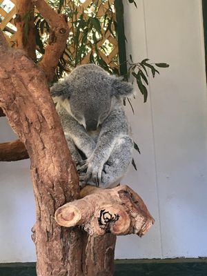 My experience in Melbourne