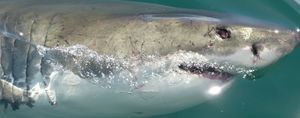 The day I went cage diving with sharks in South Africa!