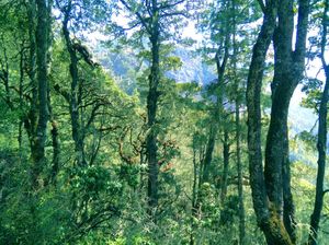 Taktsang Monastery - Into the Tiger's Lair