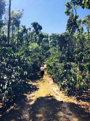 Mudigere - For that secluded coffee estate stay you all have probably been dreaming about.