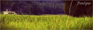 Wildlife in Bandipur