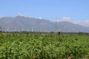 Sunflowers of Sundarapandiyapuram