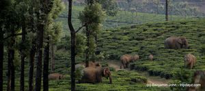 Sinna Dorai, Valparai, Wildlife Photography