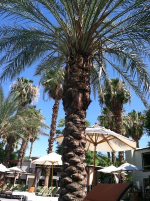 Weekender in Palm Springs