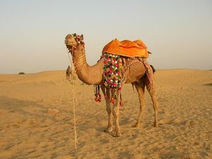 Jaisalmer- An Abode For Lovers of The Desert!