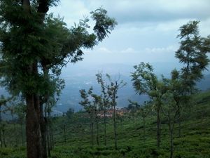 Coonoor-a refuge to the lush greenery of the Tea gardens and an Ideal getaway for nature lovers!