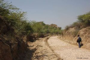 Turtle Safari – An Epic Journey