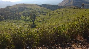 Land of Coffee Plantation: Chikmagalur