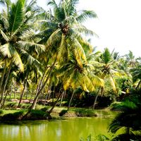 Kerala Backwater Houseboats 2/2 by Tripoto