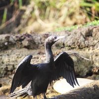 Kerala Backwater 2/2 by Tripoto
