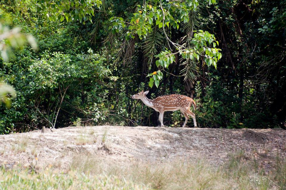 Photo of A Different Bengal By Samudra Sengupta