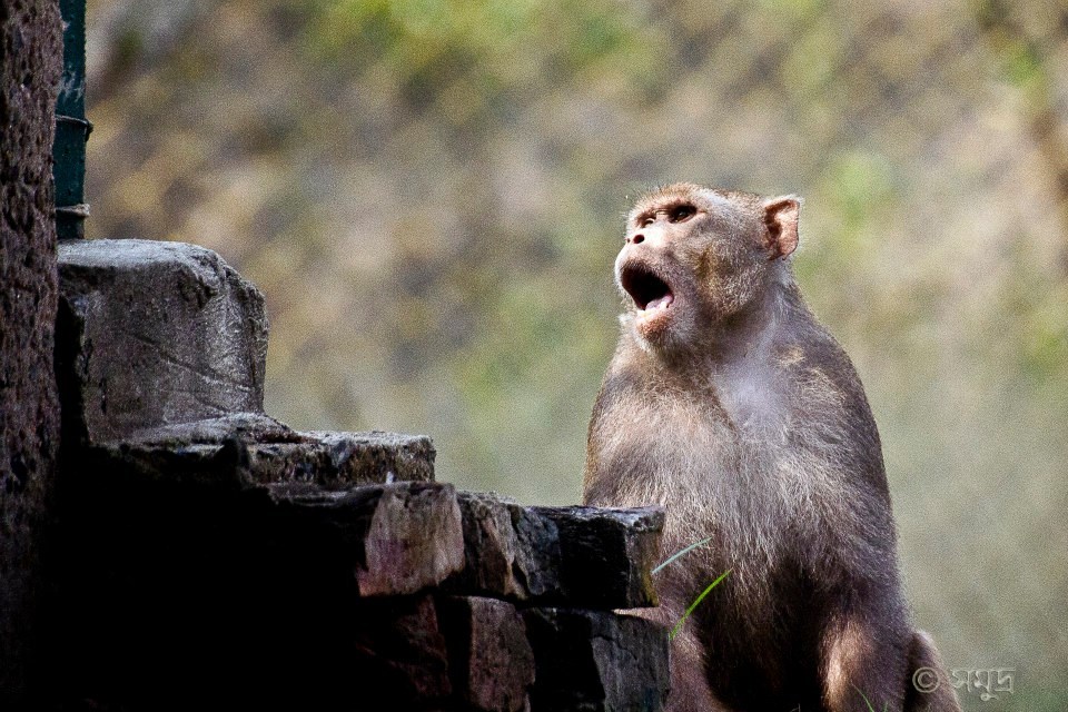 Photo of A Different Bengal By Samudra Sengupta