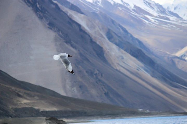 Photo of Leh - Where I Found My Inner Peace By Nirosh Bonala