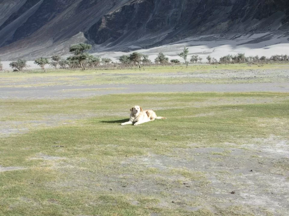Photo of Leh By Mitali Patil