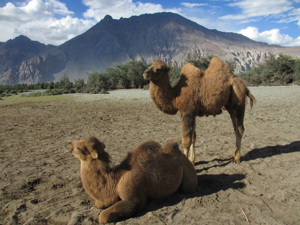Photo of Camel Safari By Mitali Patil