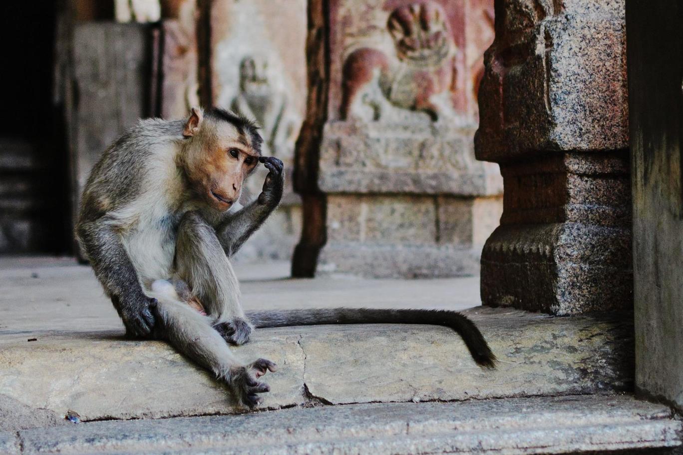 Photo of Hampi - The Remains of The Vijayanagar Empire (Photo Story) By Diptarka Gupta