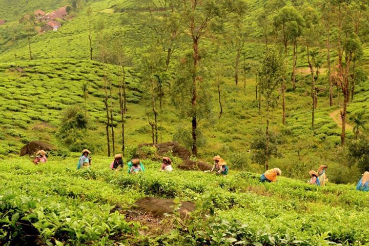 Photo of On our way to Chembra Peak, Wayanad, Kerala By Kaza Ghosh