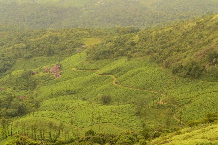 Photo of Chembra Peak, Wayanad, Kerala By Kaza Ghosh