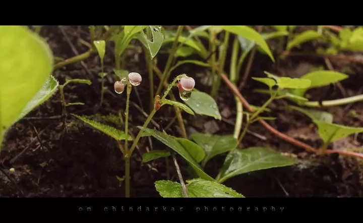 Photo of Sudhagad By Om Chindarkar