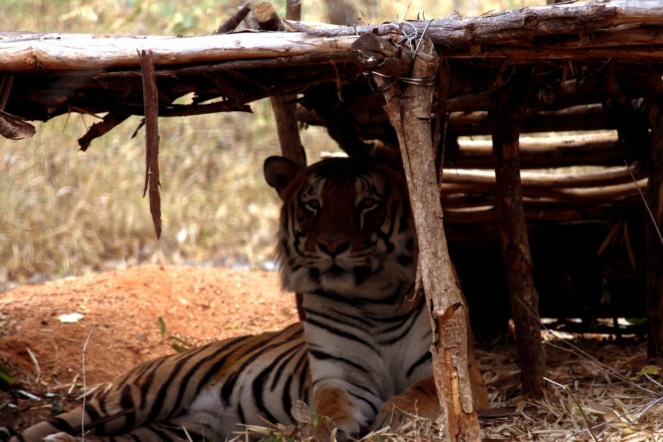 Photo of Bannerghata National Park By Vishnu Rajasekar