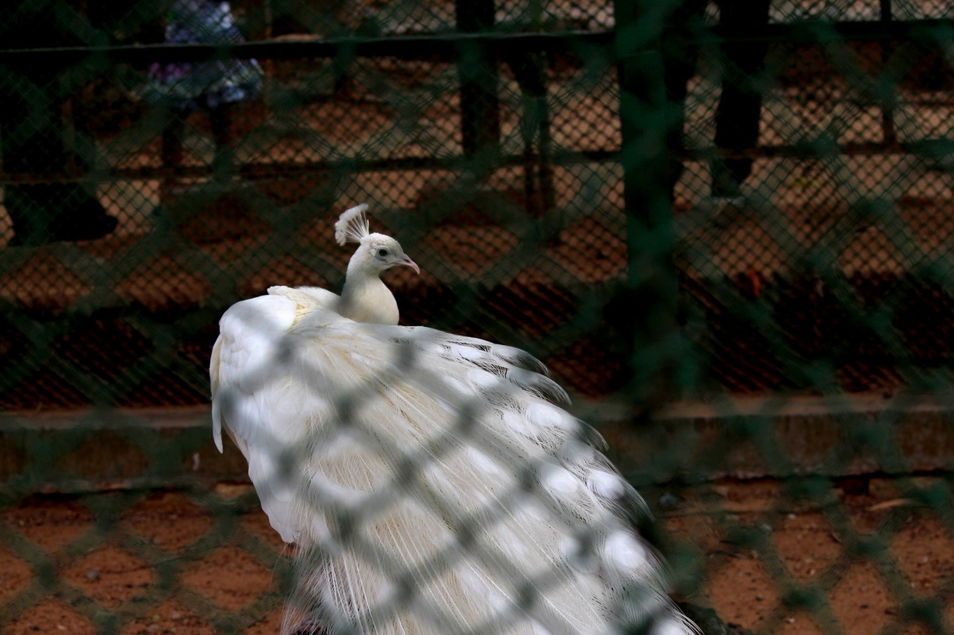 Photo of Bannerghata National Park By Vishnu Rajasekar