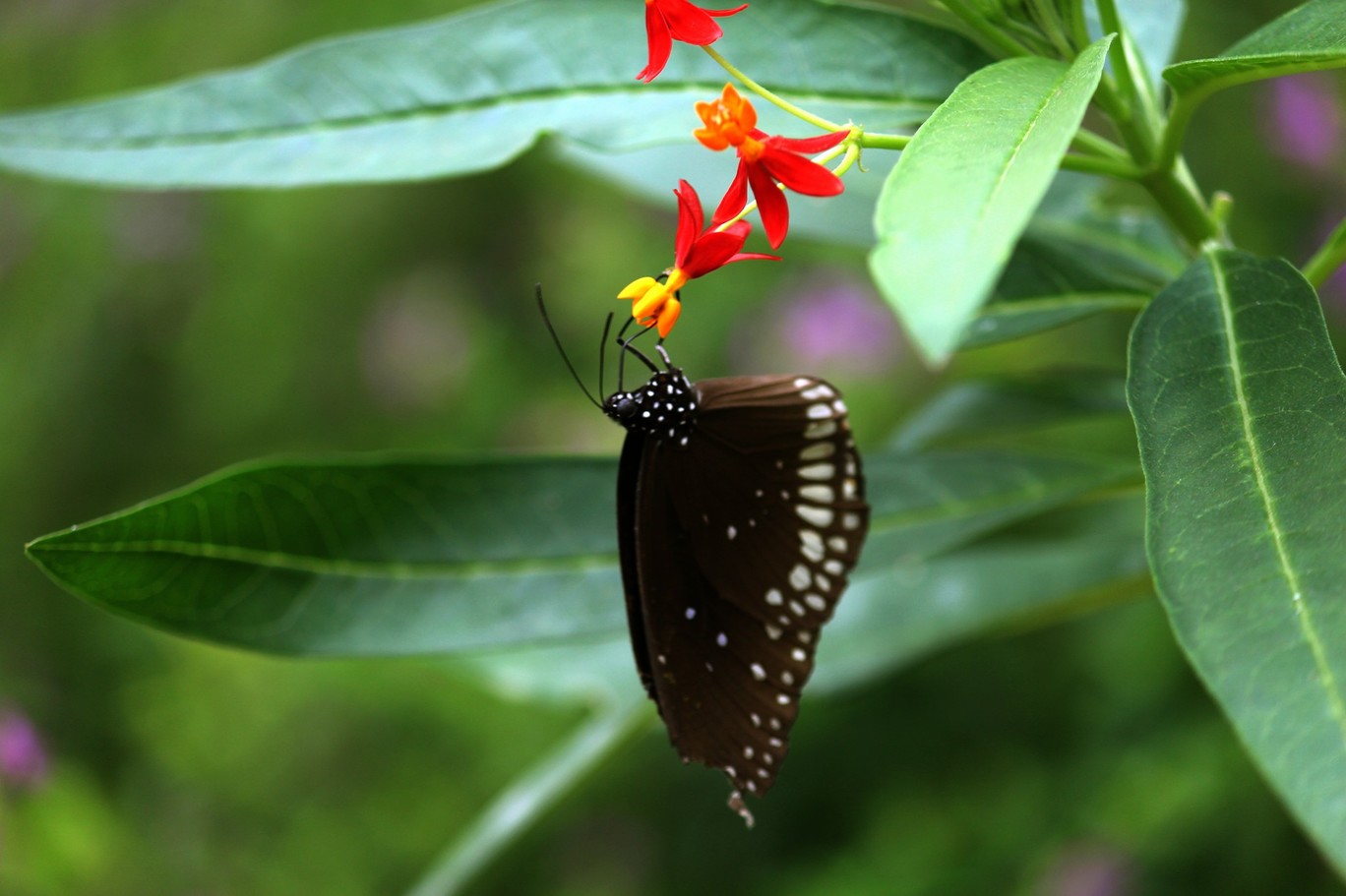Photo of Bannerghata National Park By Vishnu Rajasekar