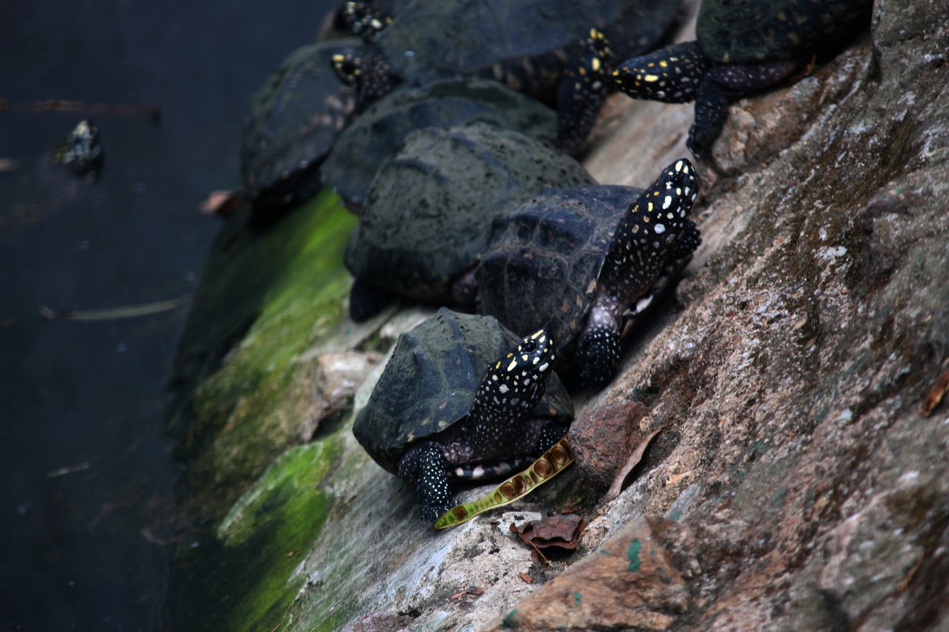 Photo of Bannerghata National Park By Vishnu Rajasekar