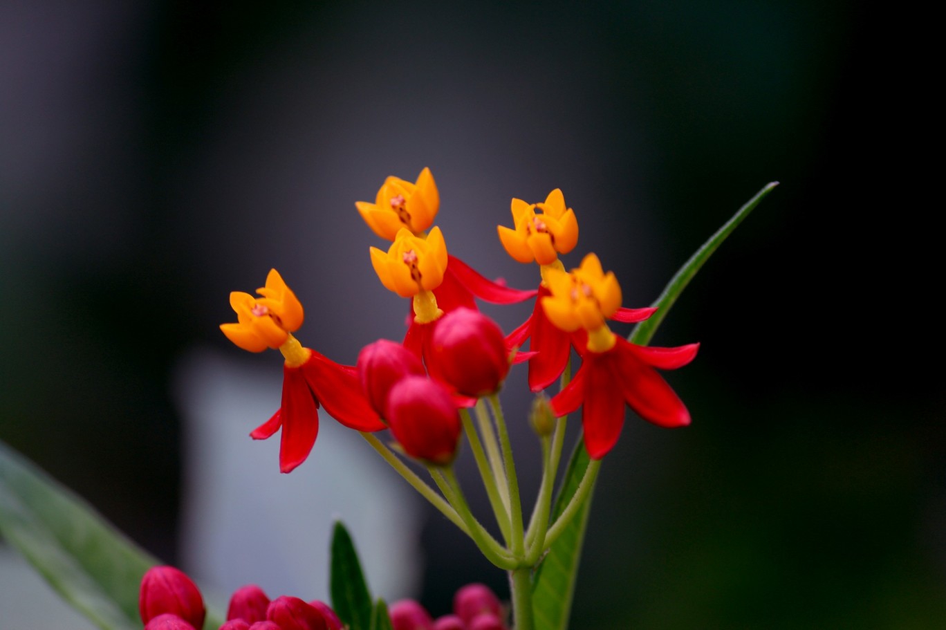 Photo of Bannerghata National Park By Vishnu Rajasekar