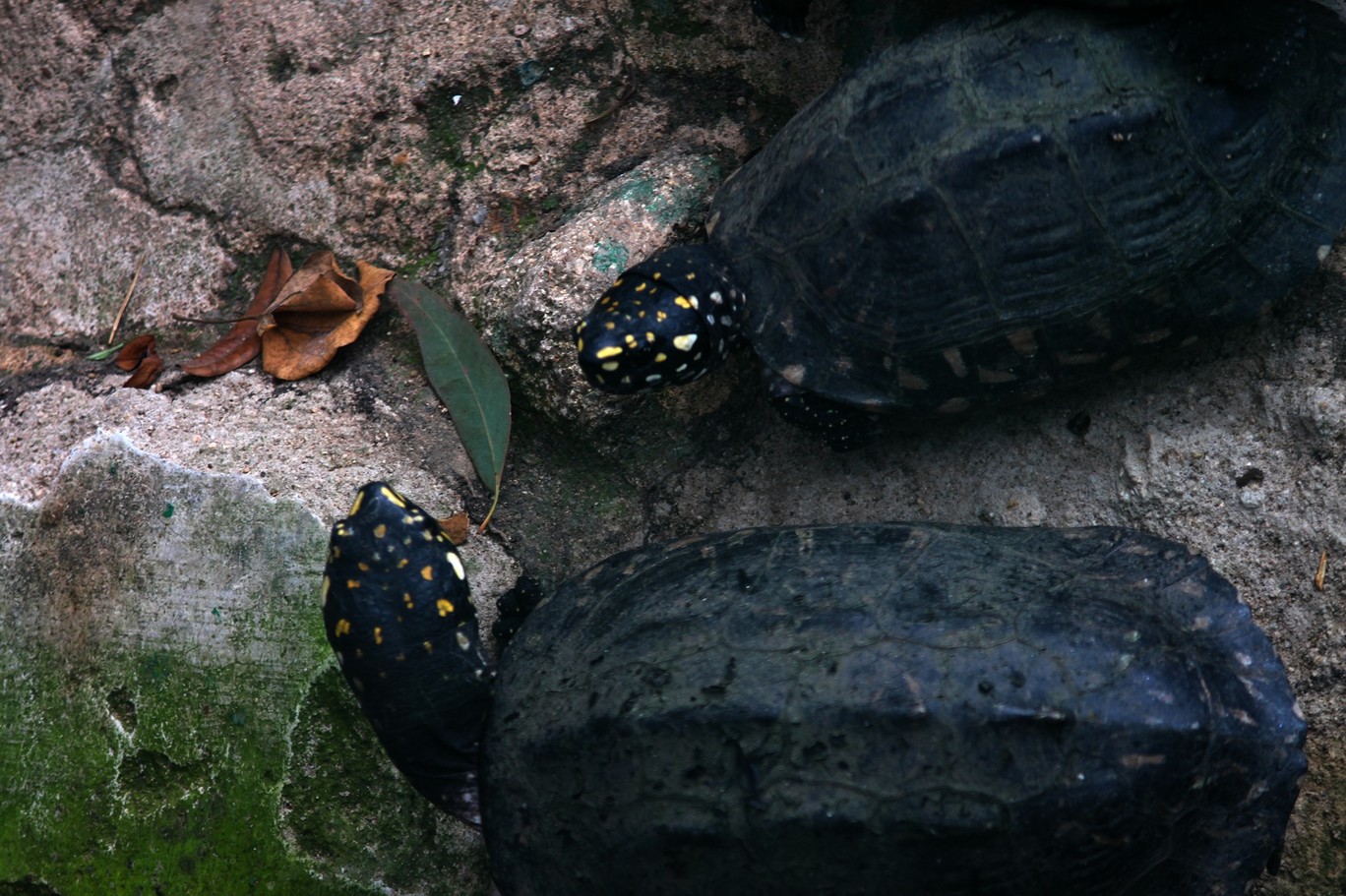 Photo of Bannerghata National Park By Vishnu Rajasekar