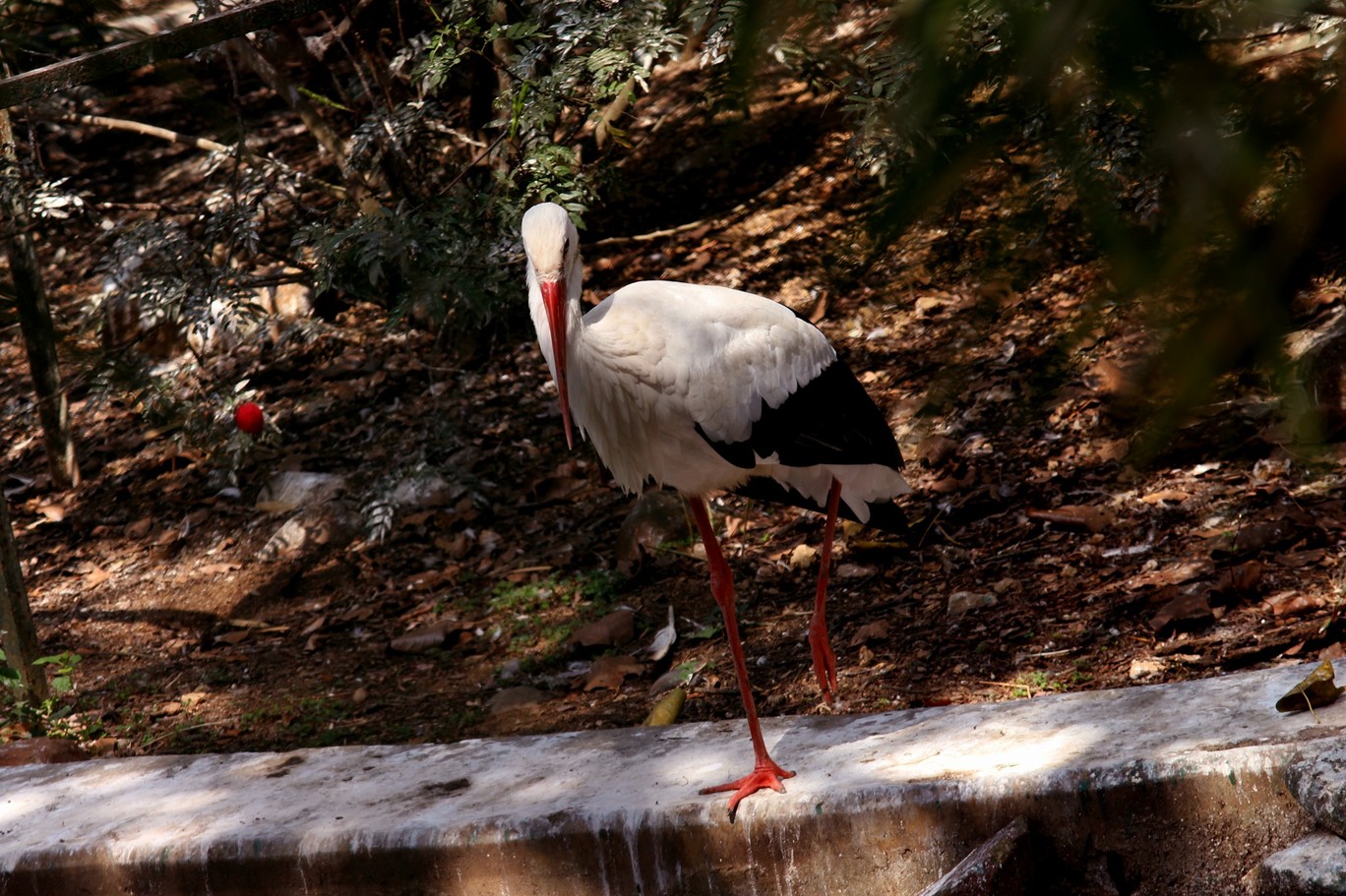 Photo of Bannerghata National Park By Vishnu Rajasekar
