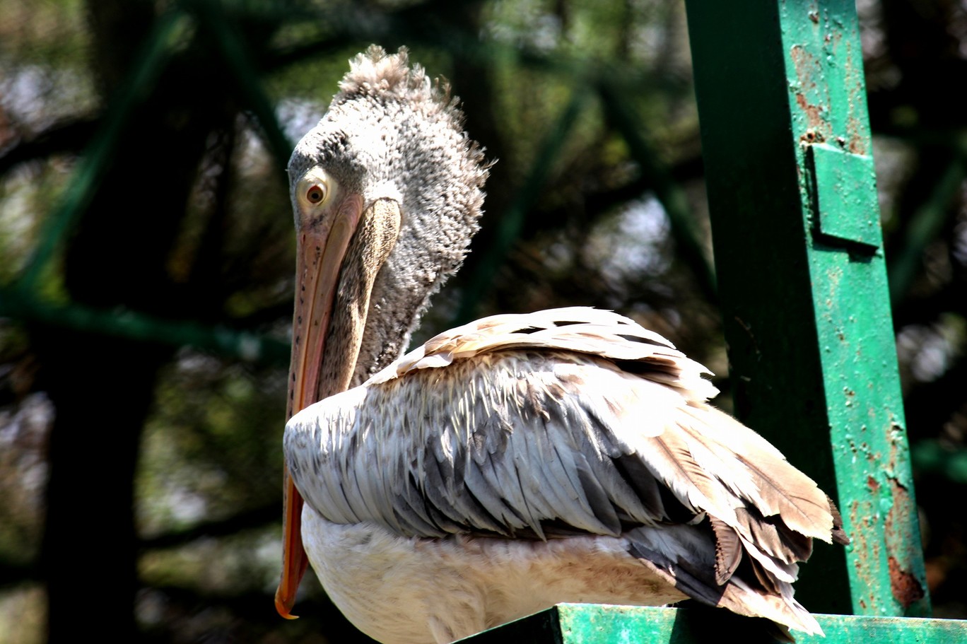Photo of Bannerghata National Park By Vishnu Rajasekar
