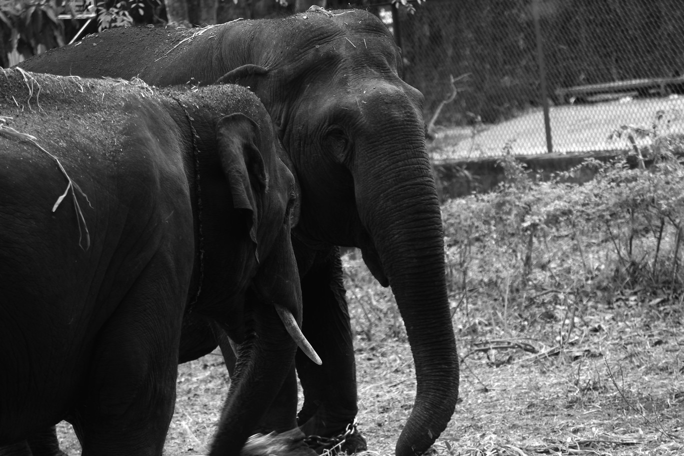 Photo of Bannerghata National Park By Vishnu Rajasekar