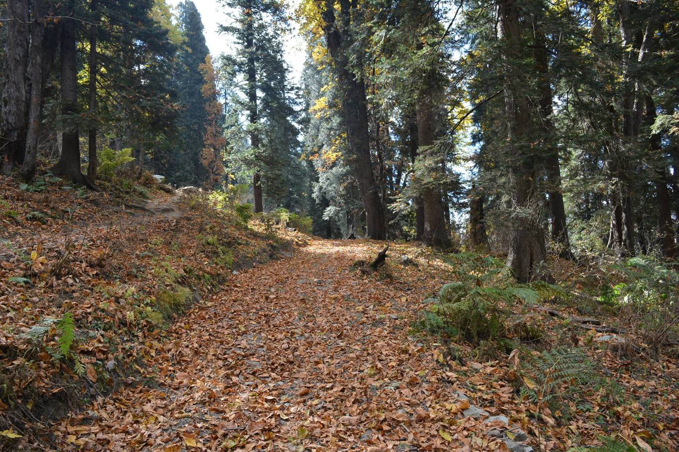 Photo of RIDE TO A REMOTE HIMACHAL VILLAGE -GUDDAN By MOTORISTA BIKE CLUB