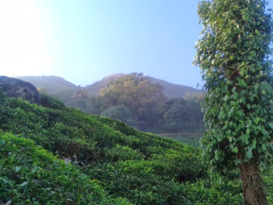 Photo of A cool day with nature at Chembra, Wayanad By Ravi Ranjan Singh