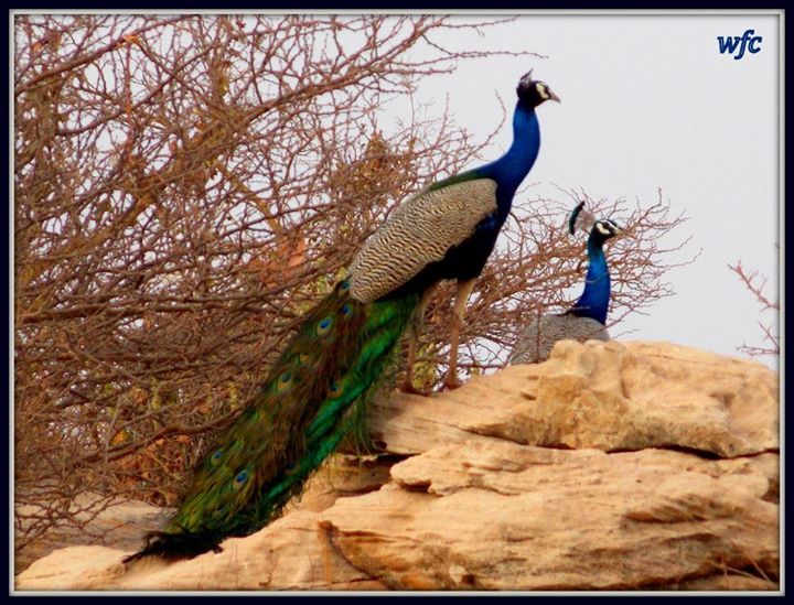 Photo of Feel Saurashtra's soul at Surendranagar district, Gujarat. By Umang Dave (IG: @umangxdave)