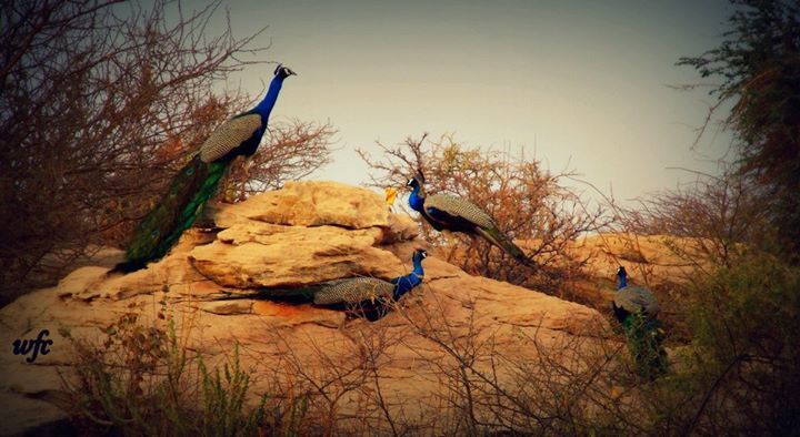 Photo of Feel Saurashtra's soul at Surendranagar district, Gujarat. By Umang Dave (IG: @umangxdave)