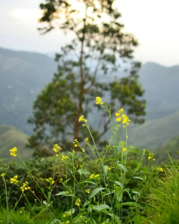 Photo of Princess of hills- Kodaikkanal By ArJun RaJu