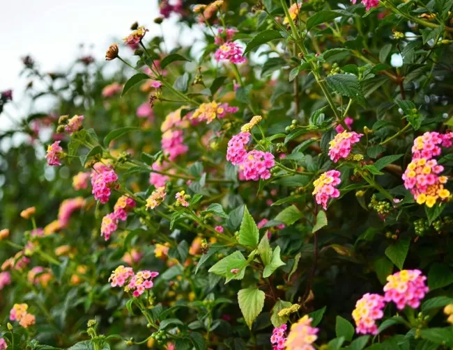 Photo of Princess of hills- Kodaikkanal By ArJun RaJu
