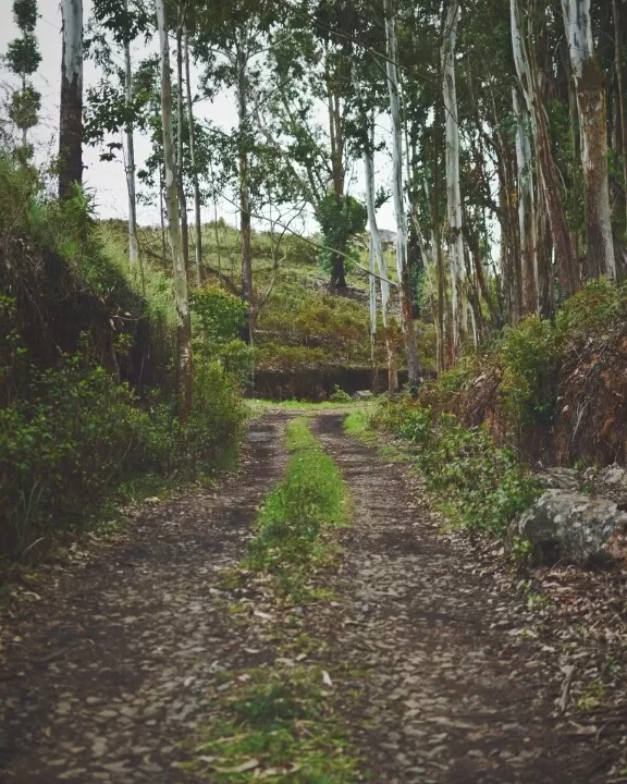 Photo of Princess of hills- Kodaikkanal By ArJun RaJu