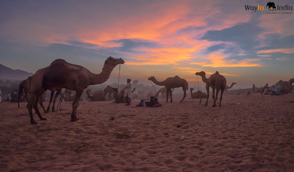 Photo of Pushkar By Neha dixit
