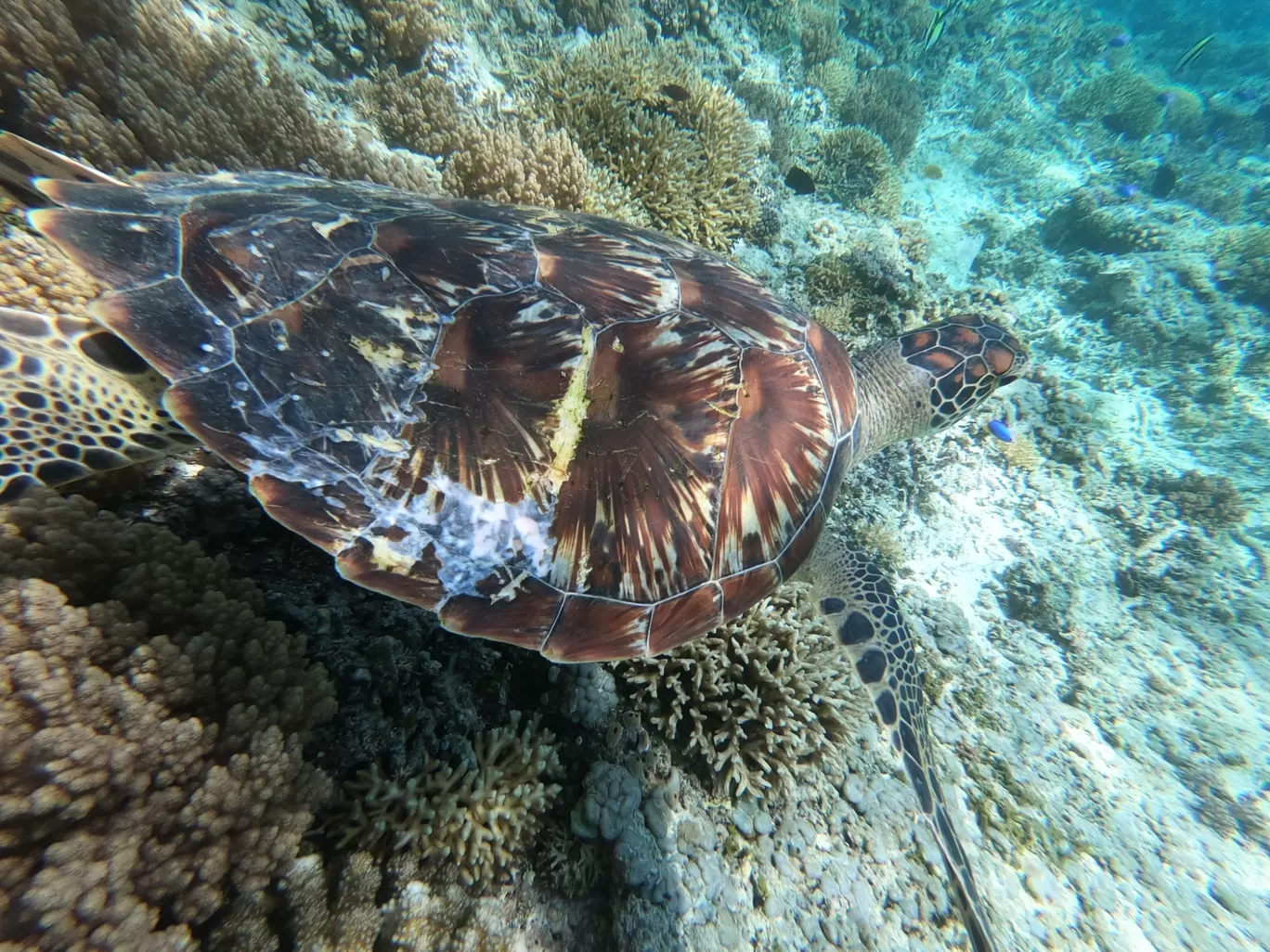 Photo of Gili Islands By Ayush Mittal